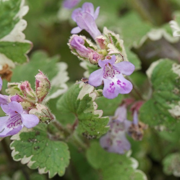 Nahaufnahme von Gundermannpflanze mit lila Blüten und grün-weiß panaschierten Blättern