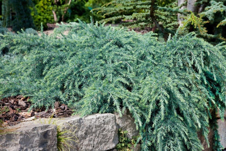 Kriechender Wacholder im Garten auf Steinen