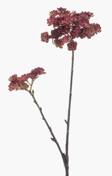 Künstliche Sukkulente Echeveria Zweig KALUPA, Burgunderrot, 50cm