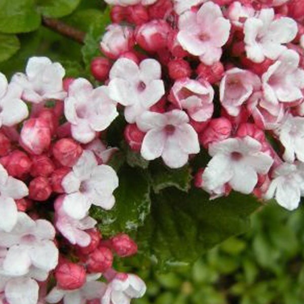 Nahaufnahme von Viburnum-Blüten