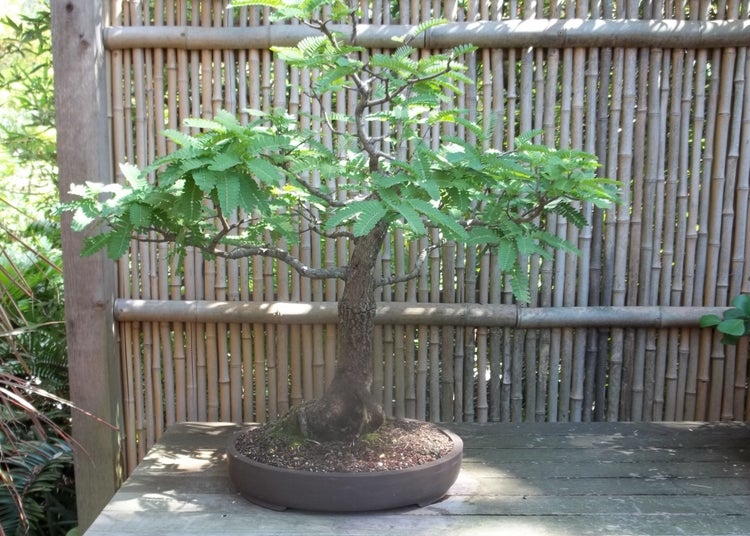 SAFLAX  - Tamarinde - Tamarindus indica - 4 Samen