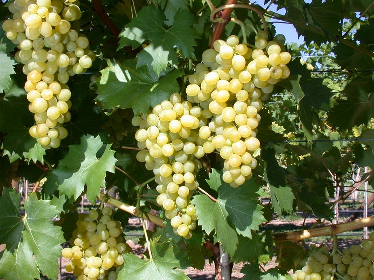 Vitis vinifera 'Phönix', Weinrebe, 80–100 cm