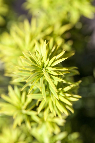 Taxus baccata 'Washingtonii', Gelbe Eibe, 25–30 cm