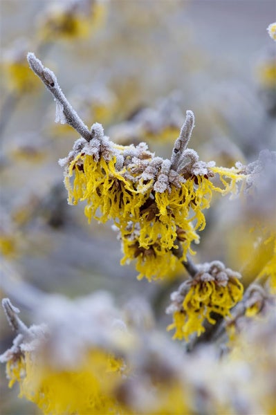 Hamamelis intermedia 'Barmstedt's Gold', Zaubernuss, gelb, 60–80 cm