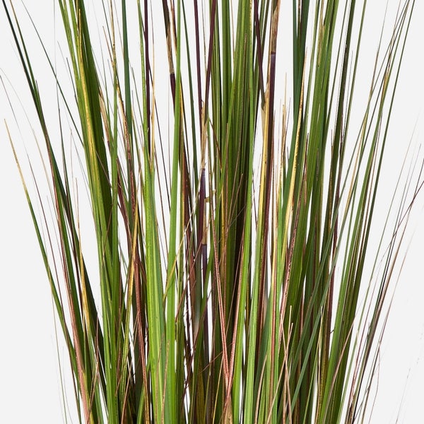 Nahaufnahme von aufrechten Ziergrashalmen.