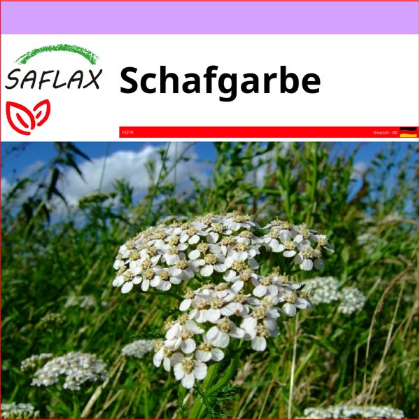 SAFLAX  - Schafgarbe - Achillea millefolium - 200 Samen