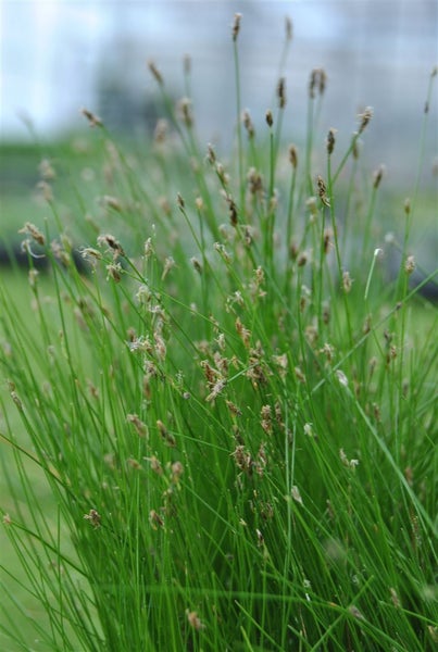 Eleocharis palustris, Sumpfbinsen, ca. 9x9 cm Topf