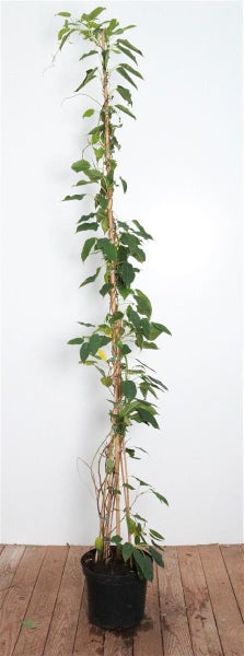 Actinidia chinensis 'Male', Kiwi, männlich, 100–150 cm