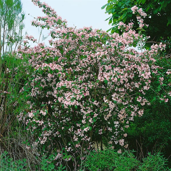 Kolkwitzia amabilis 'Pink Cloud', Kolkwitzie, rosa Blüten, 40–60 cm