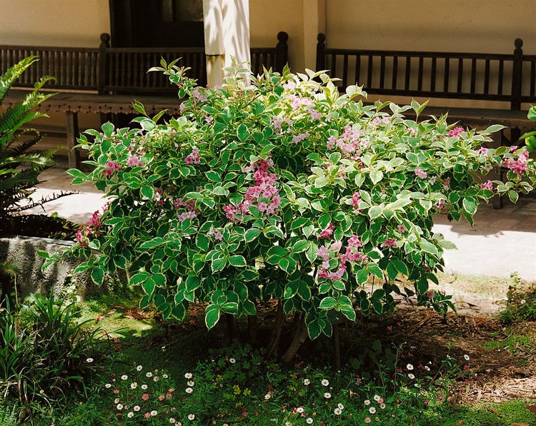 Weigela florida 'Nana Variegata', Weigelie, buntlaubig, 100–125 cm