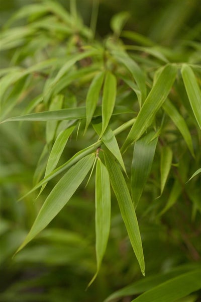 Fargesia rufa, Bambus, immergrün, 80–100 cm