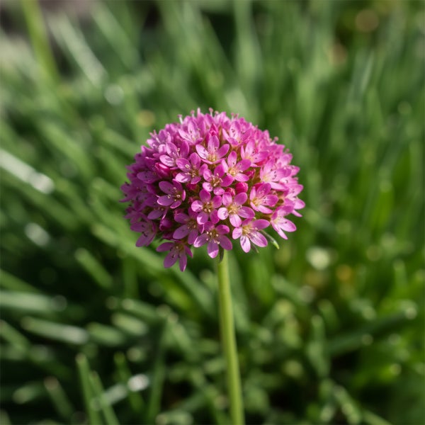 Rosa blühende Grasnelke Armeria maritima mit kugelförmigem Blütenstand auf einem grünen Stiel.