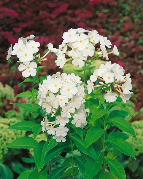 Phlox paniculata 'Fujiyama', Flammenblume, weiß, ca. 11x11 cm Topf