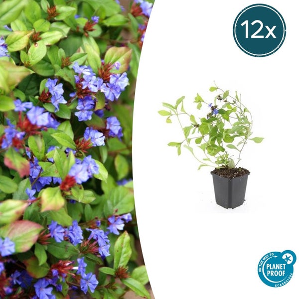 Chinesische Bleiwurz Ceratostigma plumbaginoides im 12er-Pack mit Planet Proof Zertifizierung.