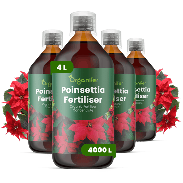 Vier Flaschen Organifer Weihnachtsstern-Dünger, organisches Konzentrat, insgesamt 4 Liter.