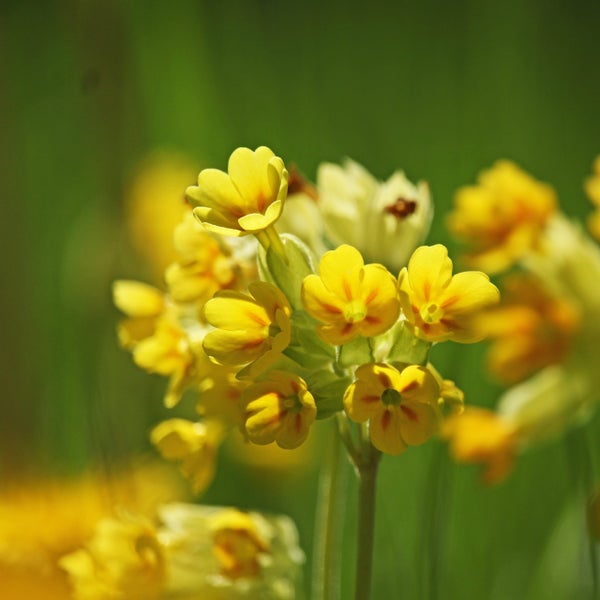 Echte Schlüsselblume (Primula veris) mit gelben Blüten auf einem grünen Stängel in Nahaufnahme.
