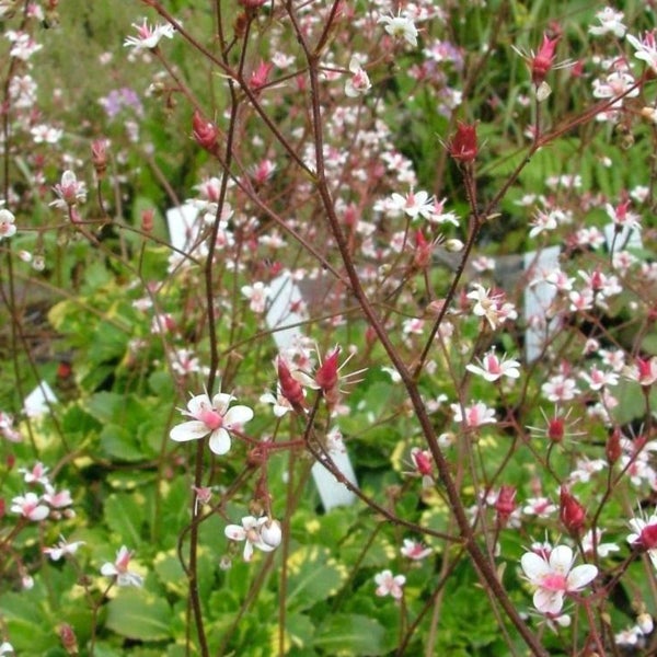 Detailaufnahme einer Saxifraga-Pflanze mit zarten, weißen Blüten und roten Akzenten an den Stielen.