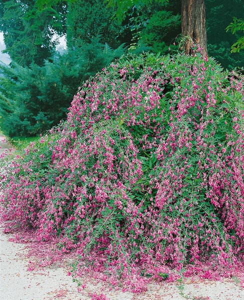 Lespedeza buergeri, 30–40 cm, zierlich, pflegeleicht