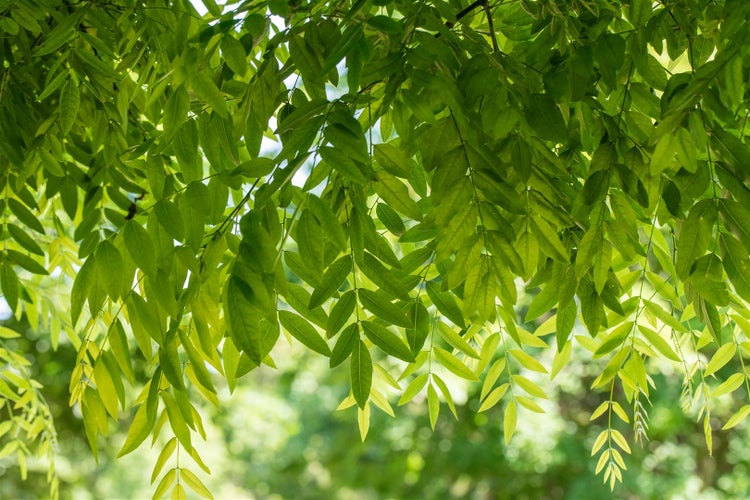 Sophora japonica, Japanischer Schnurbaum, 80–100 cm