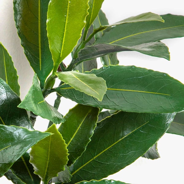 Nahaufnahme einer künstlichen Lorbeerpflanze mit grünen Blättern.