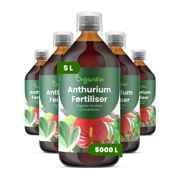 Hände halten glänzende rote Anthurienblüten einer Flamingoblume mit Organifer Logo.