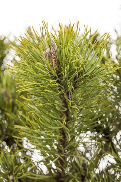 Pinus mugo 'Mughus', Bergkiefer, kompakt, 20–25 cm