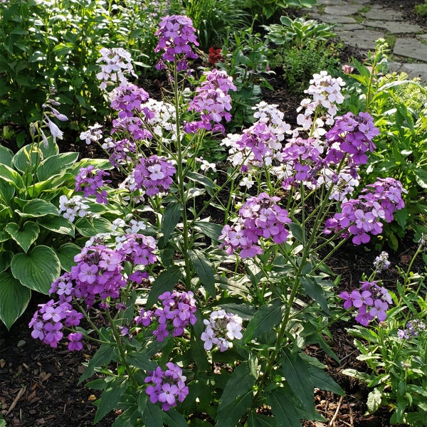 Blühende Phlox-Stauden mit violetten und weißen Blüten in einem hellen, naturnahen Gartenbeet mit grüner Bepflanzung.