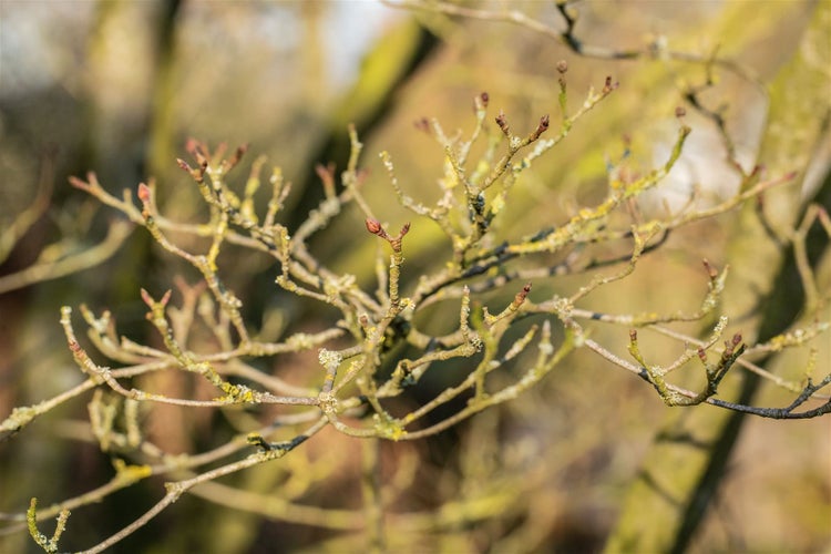 Nahaufnahme von Baumzweigen mit Knospen