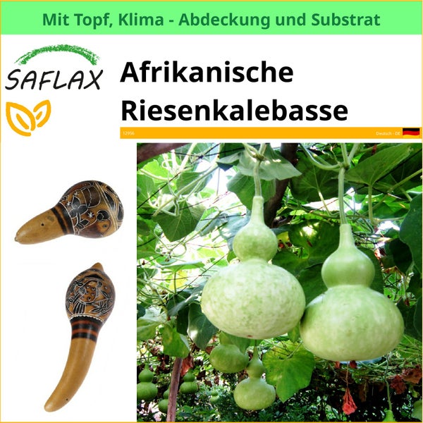 Afrikanische Riesenkalebasse von Saflax mit Topf, Klimaabdeckung und Substrat