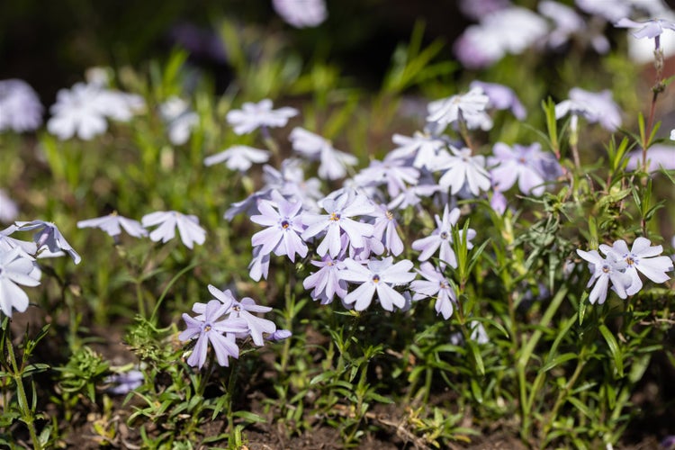Blütenmeer von Teppich-Flammenblumen im Gartenbeet