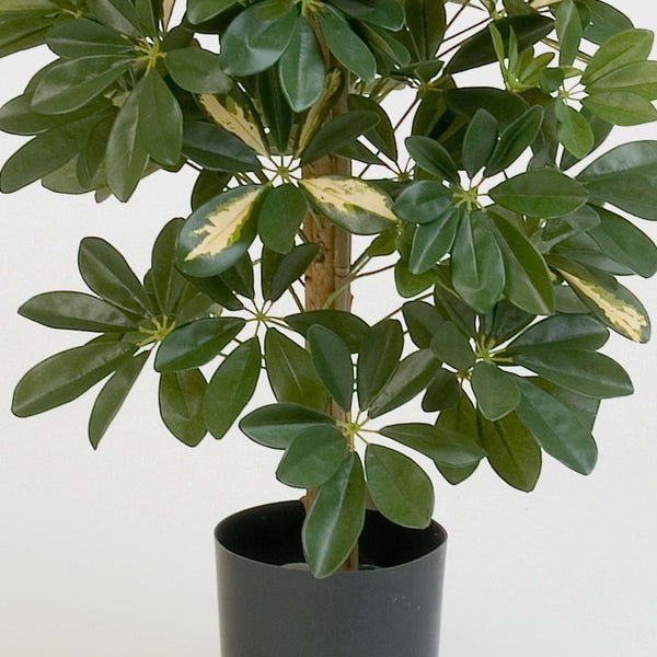 Künstliche Schefflera im schwarzen Topf mit grün-gelben Blättern