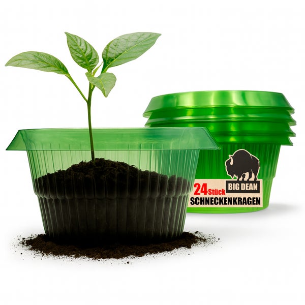 Jungpflanze in einem Anzuchttopf mit Schneckenkragen im Hintergrund, 24 Stück