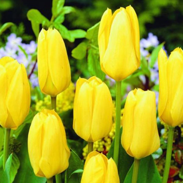 Gelbe Tulpenblüten im Gartenbeet.