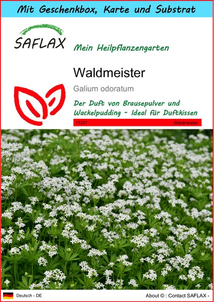 SAFLAX Geschenk Set - Waldmeister - Galium odoratum - 20 Samen - Mit Geschenkbox, Versandaufkleber, Geschenkkarte und Anzuchtsubstrat