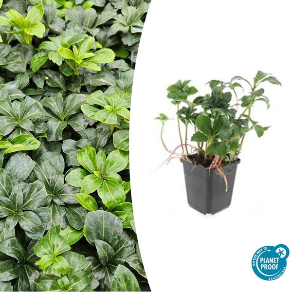 Bodendecker - Schattengrün - Dickmännchen - Pachysandra 'Green Sheen' - 9cm Topf - Set mit 12 Pflanzen