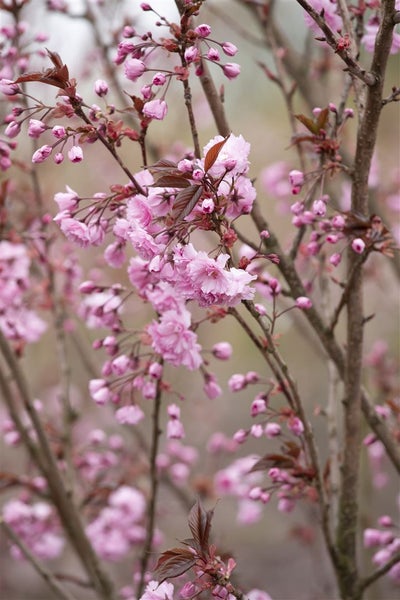 Prunus serrulata 'Royal Burgundy', Zierkirsche, dunkelrosa, 40–60 cm