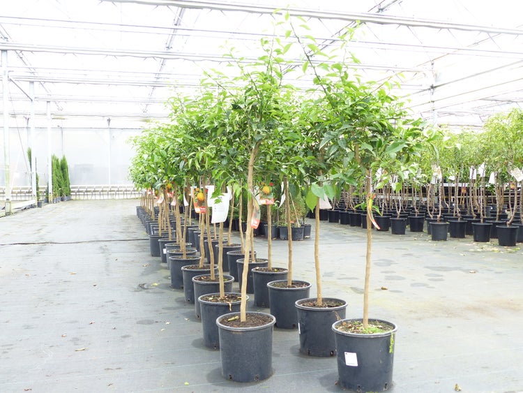 Drei Yuzu-Zitrusbäume als Hochstamm in schwarzen Töpfen in einer Gärtnerei.