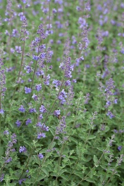 Nepeta x faassenii 'Senior', Katzenminze, blauviolett, ca. 9x9 cm Topf