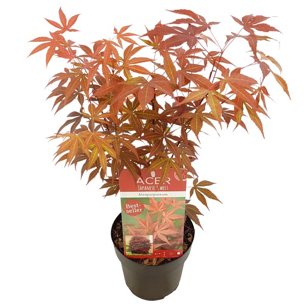 Acer palmatum 'Atropurpureum' - Japanischer Ahorn - Strauch - Winterhart - ⌀15 cm - ↕35-45 cm