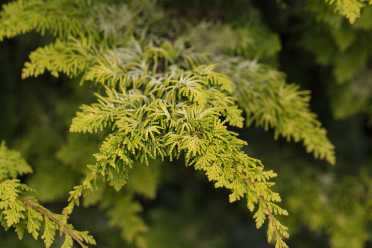 Chamaecyparis obtusa 'Fernspray Gold', Hinoki-Scheinzypresse, 20–25 cm