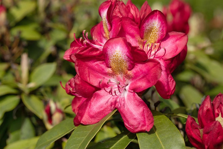 Rhododendron Hybr. 'Junifeuer', leuchtend rot, 30–40 cm