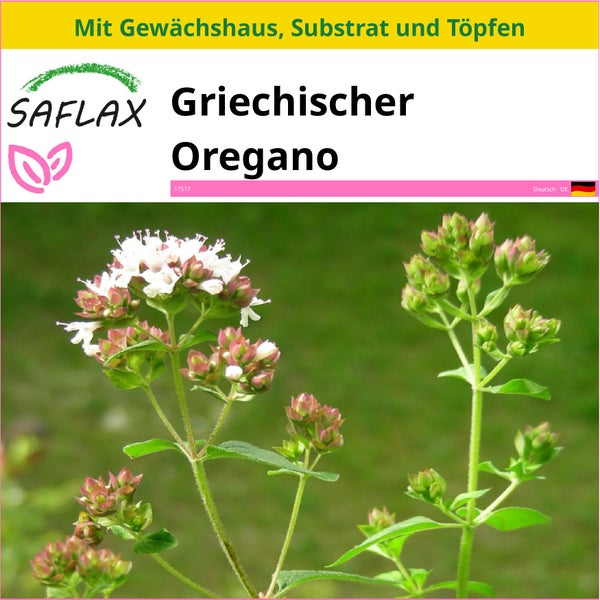 SAFLAX Anzucht Set - Griechischer Oregano - Origanum vulgare supsp. Hirtum - 600 Samen - Mit Mini-Gewächshaus, Anzuchtsubstrat und 2 Töpfen