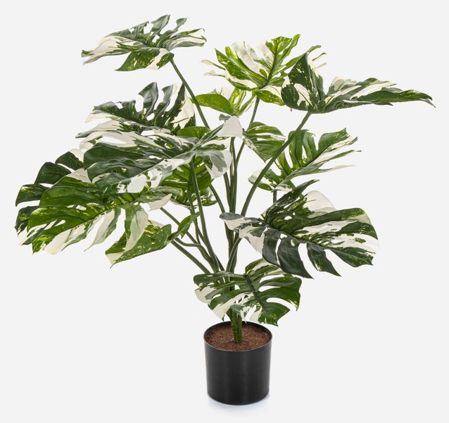 Künstliche Monstera Deliciosa Variegata im schwarzen Kunststofftopf mit grün-weiß panaschierten Blättern.