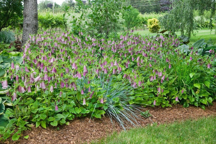 Gartenbeet mit Glockenblumen und Ziergräsern