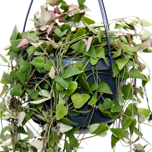 Dünner Trieb mit Blättern