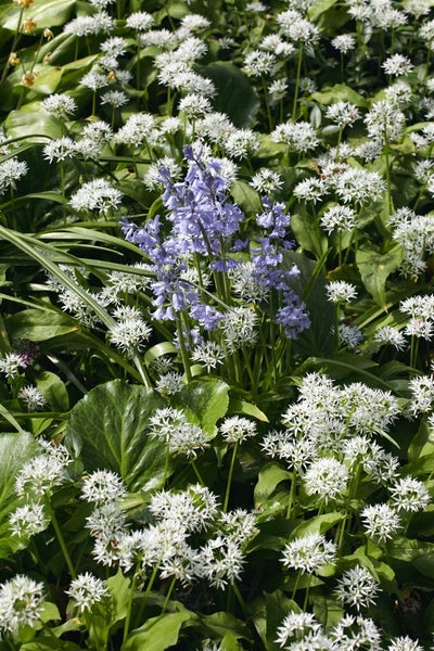 Blütenmeer mit Bärlauch und Hasenglöckchen