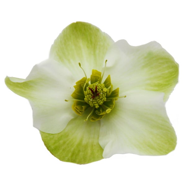 Christrose Schneerose Helleborus Ice n Roses mit vielen Knospen im 15cm Topf White weiss blühend