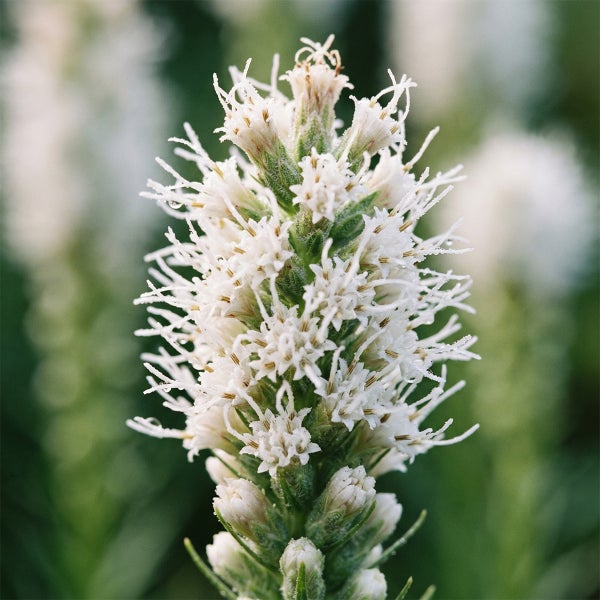 Detailaufnahme einer weißen Prachtscharte Liatris spicata Alba mit federartigen Blüten.