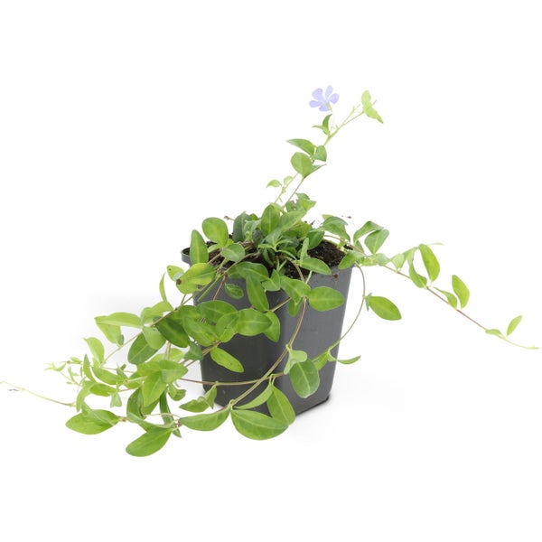 Kleines Immergrün Vinca minor im schwarzen Kunststofftopf mit einer blauen Blüte.