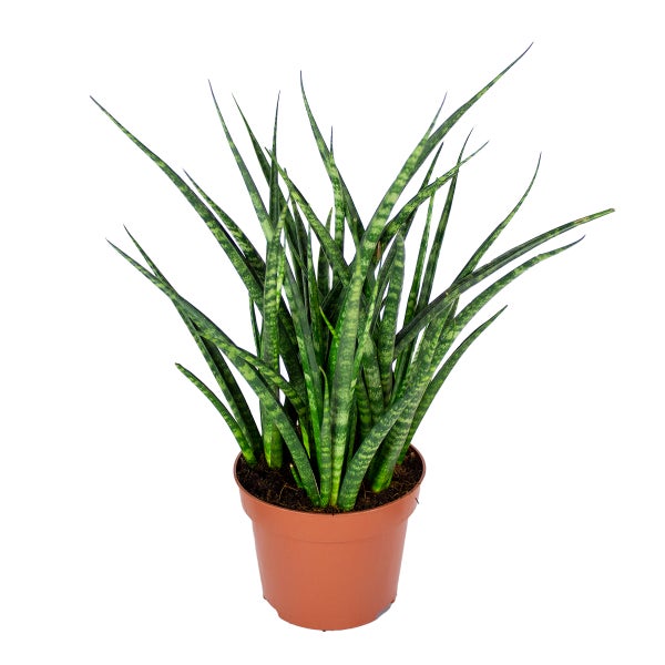 Sansevieria 'Fernwood Punk' pro Action | Zimmerpflanze im Grower's Pot cm12 cm - ↕25-35 cm